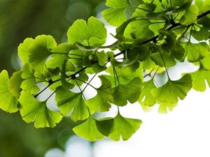 0001431_cha-de-ginkgo-biloba_300.jpeg