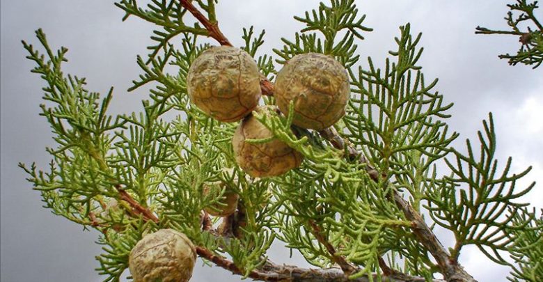 636402_MVaLKg7R-780x405.jpg