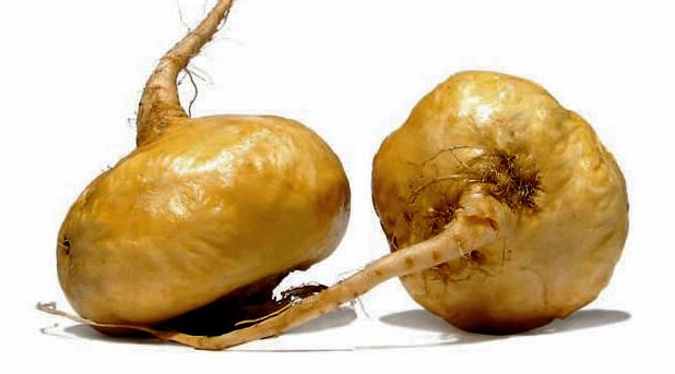 Raiz-de-Maca.jpg