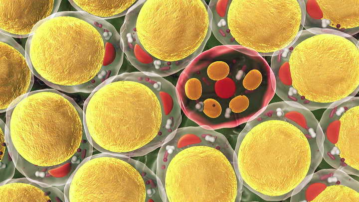 fat-cells720.jpg
