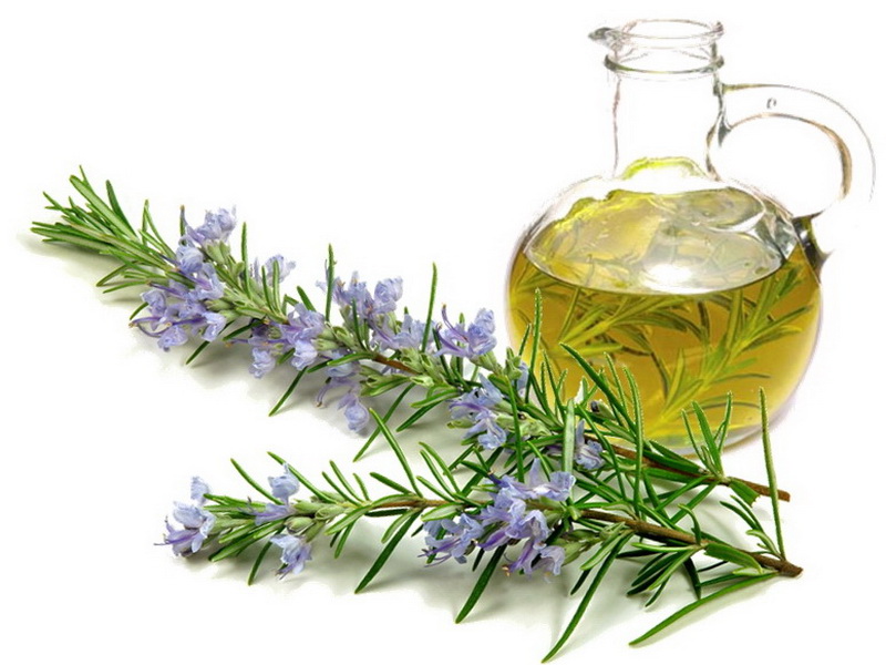 rosemary-oil-for-baldness-روغن-رزماری.jpg