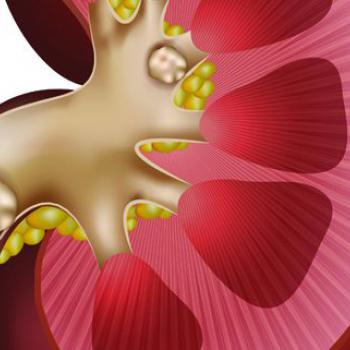 راهکارهای مقابله با سنگ کلیه