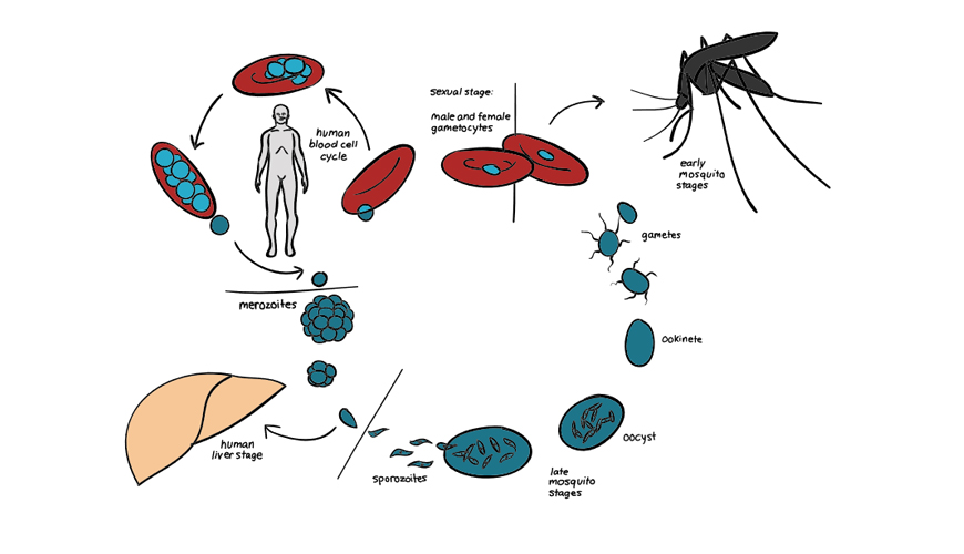 why-is-malaria-such-a-difficult-disease-to-eliminate.jpg